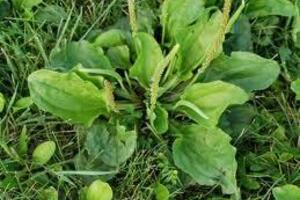 Mã đề chữa tiểu tiện ra máuTên chữ Hán là xa tiền thảo, xa tiền thái. Hạt mã đề gọi là xa tiền tử. Mã đề thường mọc nơi ẩm ướt. Người dân thường dùng lá làm rau ăn và cả thân làm thuốc.