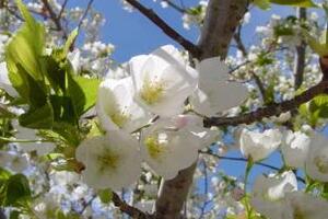 Bạch hoa đào dưỡng nhanĐể giúp mọi người hiểu thêm về loại hoa đào trắng, dưới đây xin gửi đến những phương thuốc trị liệu từ bạch hoa đào.