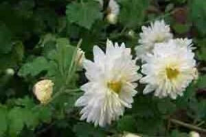 Bạch cúc và kim cúc chữa nhiều bệnhHoa có công dụng trấn ho, khử đờm, bình xuyễn, kháng khuẩn và chống bệnh độc.