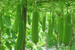 Công dụng của quả bầu và những lưu ý khi chế biến