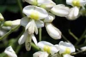 Trẻ em đại tiện ra huyếtTriệu chứng điển hình: Trẻ đi ngoài nhiều lần, phân không thành khuôn. Ra máu ở cuối bãi. Trẻ ăn uống kém hẳn đi. Thể trạng gầy sút, môi khô da nóng.