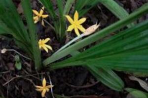 Cách dùng và liều dùng của cây sâm cau