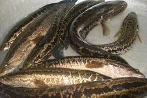 Cá quả - Chữa trĩ ra máuTheo y học cổ truyền, cá quả tính hàn vị ngọt, bổ tỳ vị, lợi thuỷ, thông khí, tiêu chướng, bổ âm, tráng dương, dưỡng huyết, bổ tim, thận...