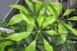 Khám phá công dụng của cây Ngũ gia bì