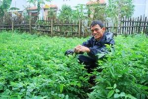 Rau bồ ngótTheo đông y, rau ngót tính mát lạnh (nấu chín sẽ bớt lạnh), vị ngọt, có công năng thanh nhiệt, giải độc, lợi tiểu, tăng tiết nước bọt, hoạt huyết, hoá ứ, bổ huyết, cầm máu...