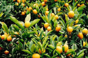 Tác dụng chữa bệnh từ cây quấtCây quất (Citrus japonica Thung), họ cam (putaceae). Là cây đặc biệt chơi quả vào dịp Tết Nguyên đán. Nếu cứ để cây sinh trưởng bình thường thì cây sẽ cho hoa vào tháng 2 âm lịch và quả chín vào tháng 8.
