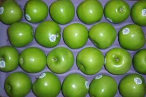 Những lợi ích bất ngờ của trái táo xanhTáo là loại quả phổ biến, ngoài hương vị thơm ngon thì táo xanh có những tính năng bổ dưỡng và chữa bệnh.