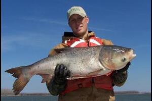 Cá mè hoa - Món ngon chữa bệnhTheo y học truyền thống thì cá mè hoa tính ôn vị ngọt, có tác dụng bổ tì vị, khoẻ gân cốt, ích thận khí,....