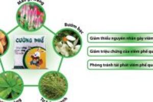 Địa chỉ mua cường phế uy tín