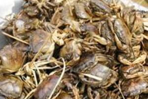 Vị thuốc hay từ cua đồng Theo Đông y, cua đồng có vị mặn, mùi tanh, tính mát, có tác dụng thanh nhiệt giải độc, mạnh gân xương, làm tan máu tụ, giải cơ, chữa mụn nhọt...