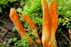 Công dụng của đông trùng hạ thảo đối với sức khỏe