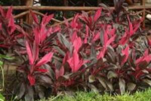 Khám phá bí mật công dụng của cây huyết dụ