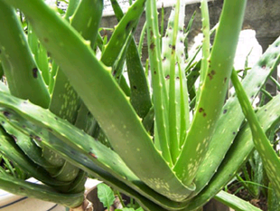 Lô hội - thuốc nhuận tràngLô hội còn tên gọi là nha đam, Du thông, Tượng tỵ thảo, La vi hoa, Long miệt thảo hay Lưỡi hổ, Quỷ đan (Khai bảo)…