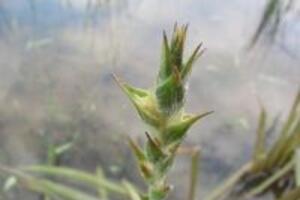 Công dụng của cây cỏ Đuôi lươn