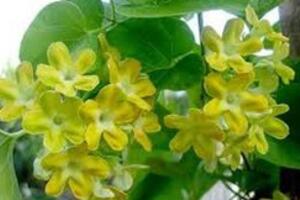 Công dụng tuyệt vời của hoa thiên lý không nhiều người biết