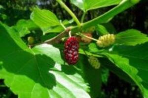 2 cách trị nám da hiệu quả bằng lá dâu tằm