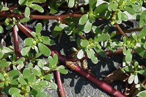 Rau sam chữa hắc lào, ghẻ lởCây rau sam có vị chua, tính lạnh, có tác dụng thanh nhiệt, giải độc, mát máu, tiêu sưng, sát trùng, chữa lở ngứa, hắc lào, kiết lỵ,...