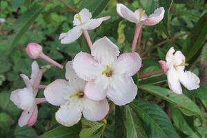 Những vị thuốc quý có trong hoaHoa để chưng bày làm cảnh là điều ai cũng biết, nhưng nhiều loài hoa còn có công dụng chữa bệnh thì hẳn là nhiều người chưa biết.