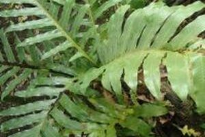 Tất tần tật công dụng của cây ráng có thể bạn chưa biết