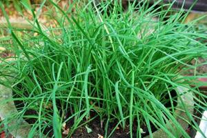 Cây hẹ chữa hen suyễnTheo Đông y, lá hẹ để tươi có tính nhiệt, nhưng khi nấu chín ăn lại có tính ôn (ấm), vị cay, tác dụng ôn trung, hành khí, tán độc, chữa ho...