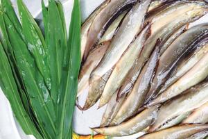 Bài thuốc từ cà chạch giúp lợi mật, chữa vàng da