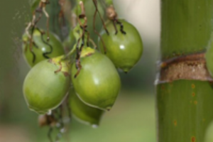 Quả cau giáng khí, trị giun