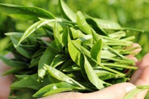 3 loại lá cây trong vườn giúp hỗ trợ trị phụ khoa