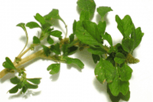 Công dụng của rau dền gai hiệu quả đến mức nào?