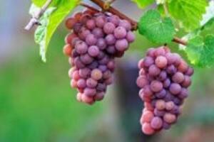 10 loại trái cây tăng cường sức mạnh cho thận bạn không nên bỏ qua