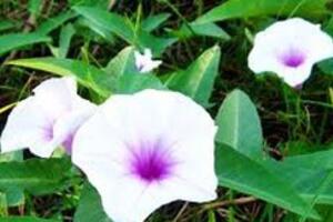 Bài thuốc 2 vị dân dã trị bệnh tiểu đường hiệu quả