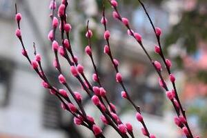 Tầm xuân vị thuốc chữa nhiều bệnhĐông y cho rằng, tầm xuân có công dụng thanh nhiệt lợi thấp, trừ phong, hoạt huyết chỉ huyết, giải độc, giảm đau,...