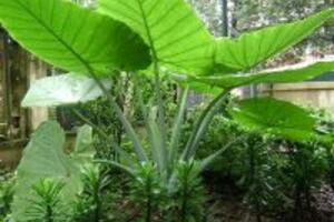 Bất ngờ với công dụng của cây ráy