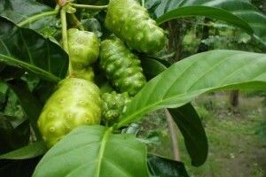 Cây nhàu và công dụng chữa bệnh của cây nhàu