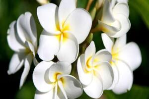 Hoa đại trị bệnhCác bộ phận của cây hoa đại đều có thể dùng làm thuốc như vỏ thân, vỏ rễ, hoa, nụ hoa, lá tươi và nhựa cây, nhưng sử dụng nhiều nhất là hoa...