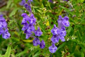 Đông y phòng trị sốt xuất huyết