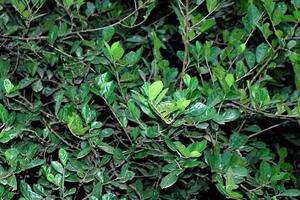 Cây duối chữa đái rắtTheo Đông y, duối có vị đắng, chát, tính mát, có tác dụng thanh nhiệt, giải độc, thông huyết, cầm máu và sát khuẩn.