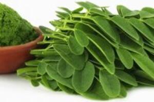 Hỗ trợ bệnh tiểu đường hiệu quả nhờ cây chùm ngây