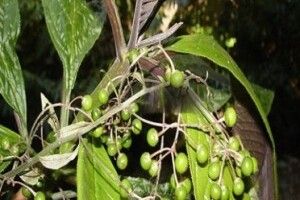 Cây khôi và tác dụng chữa bệnh của cây khôi