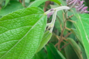 Giới thiệu về bài thuốc bổ gan từ cây an xoa