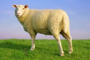 Chất lượng của viên uống nhau thai cừu Úc