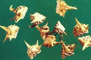 Bạch tật lê tác dụng cường dươngBạch tật lê là quả khô tách ra thành những quả con hình tam giác màu trắng vàng ngà, vỏ cứng dày có gai...