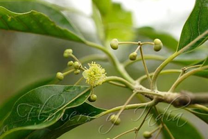 Bời lời chữa chướng bụng đầy hơiTheo Đông y, bời lời có vị đắng, mát, thanh nhiệt, tiêu sưng, trị viêm. Các bộ phận của cây đều có tác dụng làm thuốc.