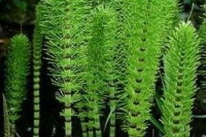Làm mượt tóc với lá mộc tặc