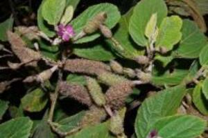 Sự thật về cây an xoa – công dụng của cây an xoa