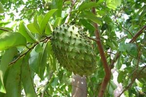 Mãng cầu xiêm chữa hen suyễnLá MCX được dùng như bài thuốc làm giảm bệnh chàm trên da. Đặc biệt, phần lõi trái là món ăn tốt cho trẻ bị yếu bàng quang...