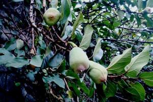 Trâu cổ chữa di tinh, liệt dươngTheo Đông y, quả trâu cổ có vị ngọt, tính mát, có tác dụng tráng dương, cố tinh, lợi thấp, thông sữa. Thân và rễ vị hơi đắng, tính bình, có tác dụng khu phong, hoạt huyết, giải độc.