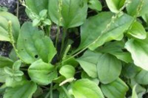 Cách điều trị bệnh trĩ bằng cây mã đề cho hiệu quả cực cao