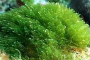 Bảo vệ gan bằng 5 loại thực phẩm “cực kì quen thuộc” ở Việt Nam