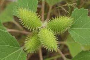 Ké đầu ngựa chữa sốt rétTheo Đông y: Ké đầu ngựa (thương nhĩ tử) có vị cay đắng, tính ấm, hơi có độc, đi vào phế kinh.