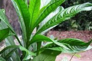 Áp dụng bài thuốc dân gian: cây xương sông chữa thấp khớp hiệu quả